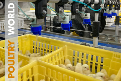 Vaccination against avian influenza in Poultry World 1