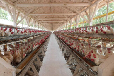 Exports exceeded the equivalent of 1% of total national egg production in Brazil, without compromising domestic supply, which continues to absorb around 99% of what is produced in the country, according to ABPA president Ricardo Santin. Photo: Embrapa