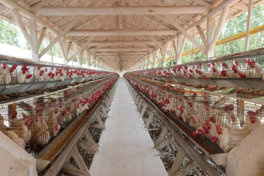 Exports exceeded the equivalent of 1% of total national egg production in Brazil, without compromising domestic supply, which continues to absorb around 99% of what is produced in the country, according to ABPA president Ricardo Santin. Photo: Embrapa
