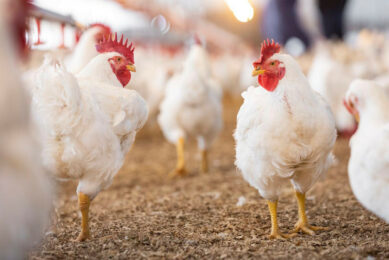 In modern poultry systems, correct trace mineral nutrition has become critical for optimal performance and health. Photo: Alltech