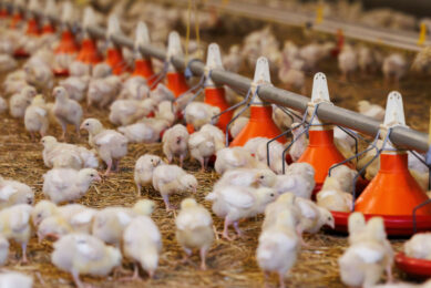 Photo: Boerderij Redacteur