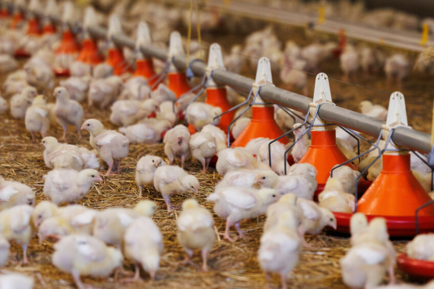 Photo: Boerderij Redacteur