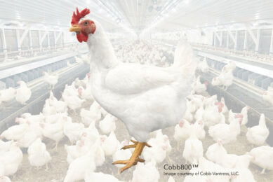 According to Cobb-Vantress, the Cobb800 reflects a shift in how genetic progress is tested and delivered. Photo: Cobb-Vantress