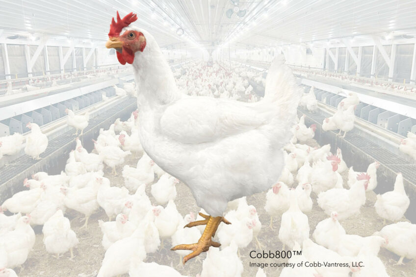 According to Cobb-Vantress, the Cobb800 reflects a shift in how genetic progress is tested and delivered. Photo: Cobb-Vantress