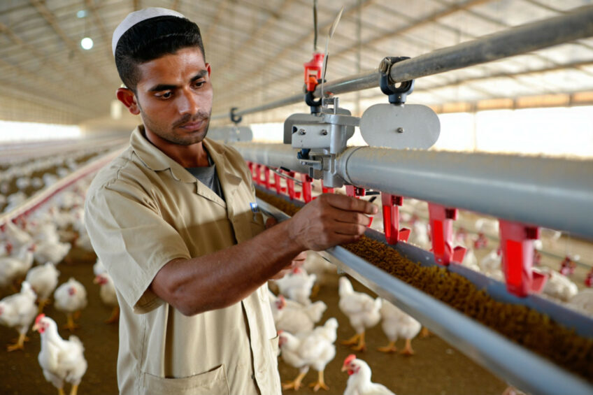 Egypt currently employs about 3.5 million people in its poultry and related sectors. Image created with the help of AI (Reve.art)