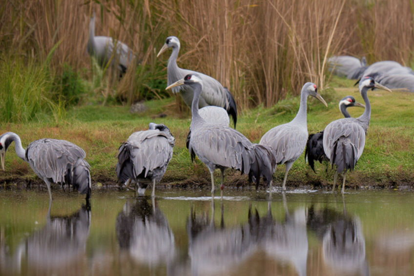 In the autumn and winter of 2025/26, thousands of grey cranes died of avian influenza in Germany and other parts of Europe. Image created with the help of AI (Reve.art)