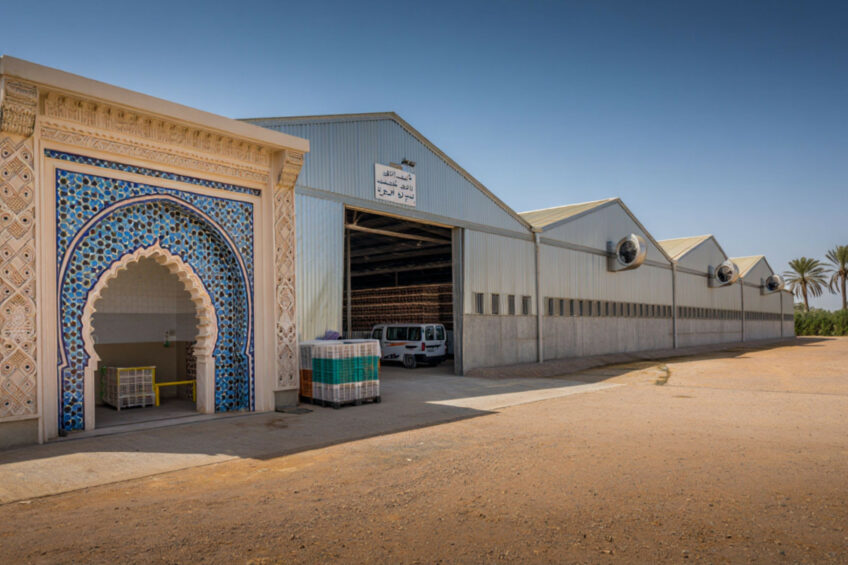 Morocco’s poultry sector is both a major job creator and a key piece of food security. Image created with the help of AI (Reve.art)