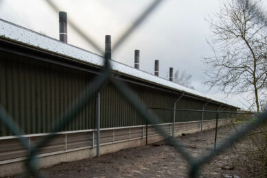 On 13 January, it was reported that over a million birds were housed at affected facilities since the start of the year. Most were culled. Photo: Hans Banus