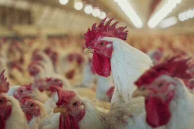A new avian influenza outbreak has been confirmed at a commercial poultry breeding farm in Ranchos, about 120 km from Buenos Aires in Argentina. Photo: Senasa