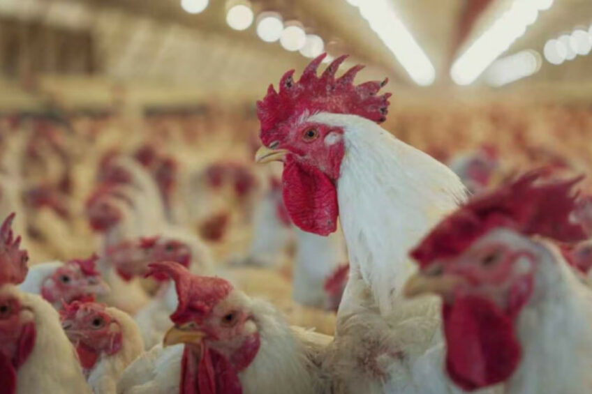 A new avian influenza outbreak has been confirmed at a commercial poultry breeding farm in Ranchos, about 120 km from Buenos Aires in Argentina. Photo: Senasa