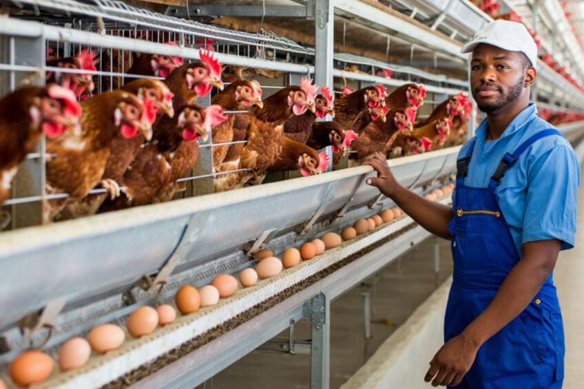 Per capita poultry consumption in South Africa remains the highest on the continent at around 37 kg per person per year. Image created with the help of AI (Reve.art)