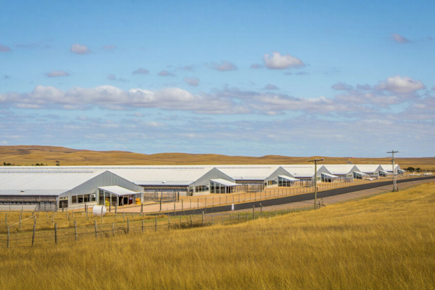 South African poultry industry’s progress over the past decade is the result of sustained investment and structural reform, even under conditions of constrained consumer spending, high input costs, and recurring external shocks. Image generated with the help of AI (Reve)