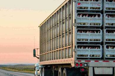 Anvol, the French poultry industry group, urges the EU to repeal its new live animal transport regulations. Image created with the help of AI (Reve.art)