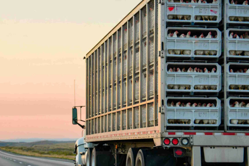 Anvol, the French poultry industry group, urges the EU to repeal its new live animal transport regulations. Image created with the help of AI (Reve.art)
