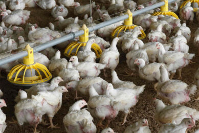Local analysts forecast that the feed market situation can drive a new consolidation wave in Vietnam's poultry industry.  Photo: Hans Prinsen