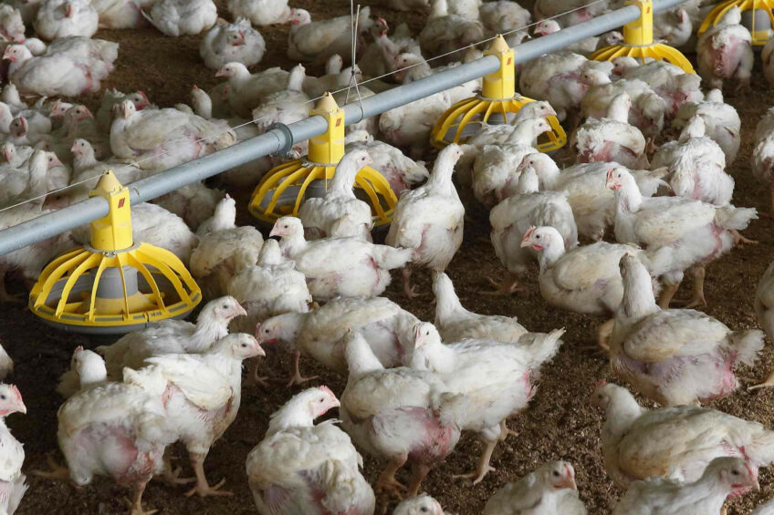 Local analysts forecast that the feed market situation can drive a new consolidation wave in Vietnam's poultry industry. Photo: Hans Prinsen