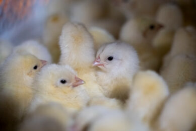 Egypt already exports hatching eggs, day-old chicks, as well as processed poultry products and semi-fried frozen poultry, but the biggest challenge is opening the door to exporting whole poultry carcasses. Photo: Bram Becks Fotografie