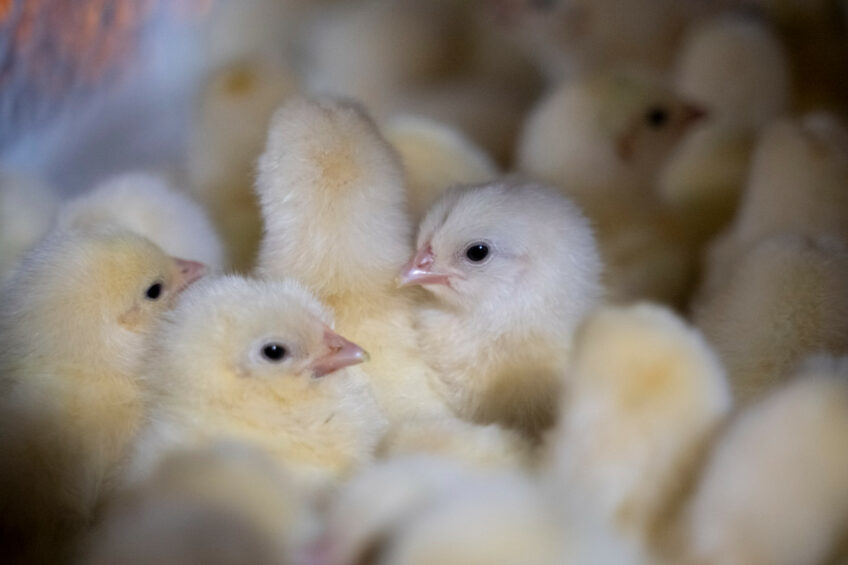 Egypt already exports hatching eggs, day-old chicks, as well as processed poultry products and semi-fried frozen poultry, but the biggest challenge is opening the door to exporting whole poultry carcasses. Photo: Bram Becks Fotografie