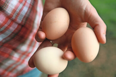 Greater nutrient consistency means you can formulate closer to your hens’ actual requirements. Photos: USSEC