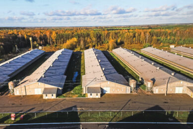 Avesterra Group reports that the company has a production capacity of about 35.1 million birds per year. Once the expansion programme is completed, the company’s output could nearly triple. Photo: Avesterra Group
