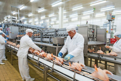 The chicken sector in Belgium produced 543 million kgs of meat, which represented just under a third of the national meat production in the country. Image created with the help of AI (Reve)