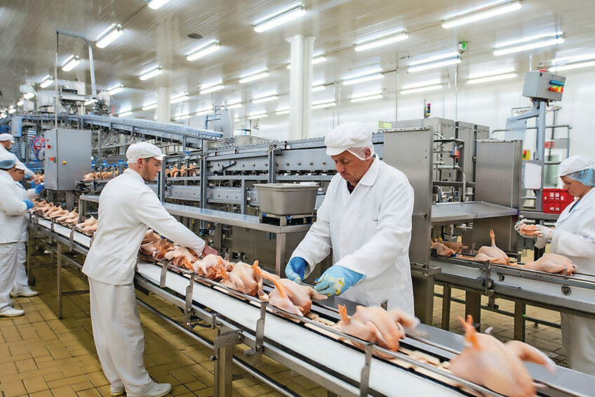 The chicken sector in Belgium produced 543 million kgs of meat, which represented just under a third of the national meat production in the country. Image created with the help of AI (Reve)
