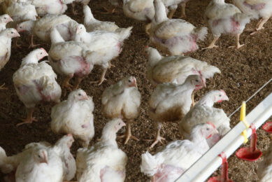 Russia will include broiler meat and egg production on the list of industries eligible for state aid. Photo: Hans Prinsen