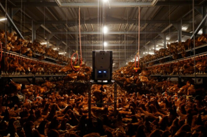 For modern poultry production, reliable vaccination is a foundation for flock health, consistent output, animal welfare, and resilient teams. Photos: Ceva Santé Animale