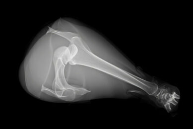 Researchers say that a standard digital X‑ray, analysed end‑to‑end, can produce a genetically informative, scalable measure of tibial strength that beats manual image metrics. Image created with the help of AI (Reve)
