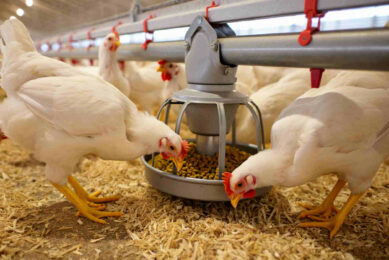 Phosphorus oversupply can increase feed costs and contribute to environmental nutrient loading where undersupply can compromise growth rate and welfare. Image created with the help of AI (Reve)
