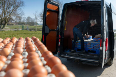 Vaccinating laying hens enables farmers to limit Salmonella presence on farms, reduce bacterial excretion in the environment, and thereby lower egg contamination risk. Photo: Mark Pasveer
