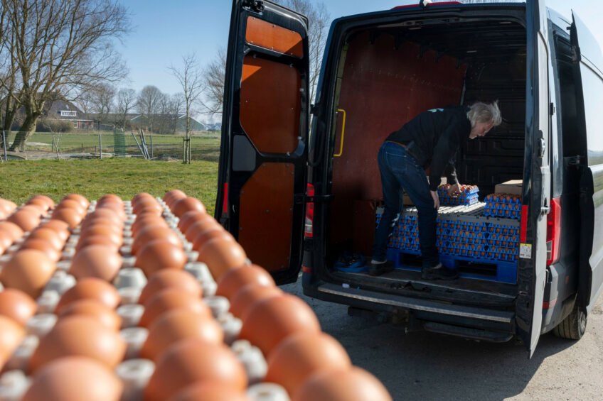 Vaccinating laying hens enables farmers to limit Salmonella presence on farms, reduce bacterial excretion in the environment, and thereby lower egg contamination risk. Photo: Mark Pasveer