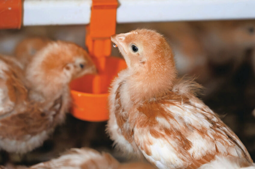 When a farmer uses a disinfectant, it should have an ECHA registration for the correct PT category, especially with live birds in the house. Photo: Misset