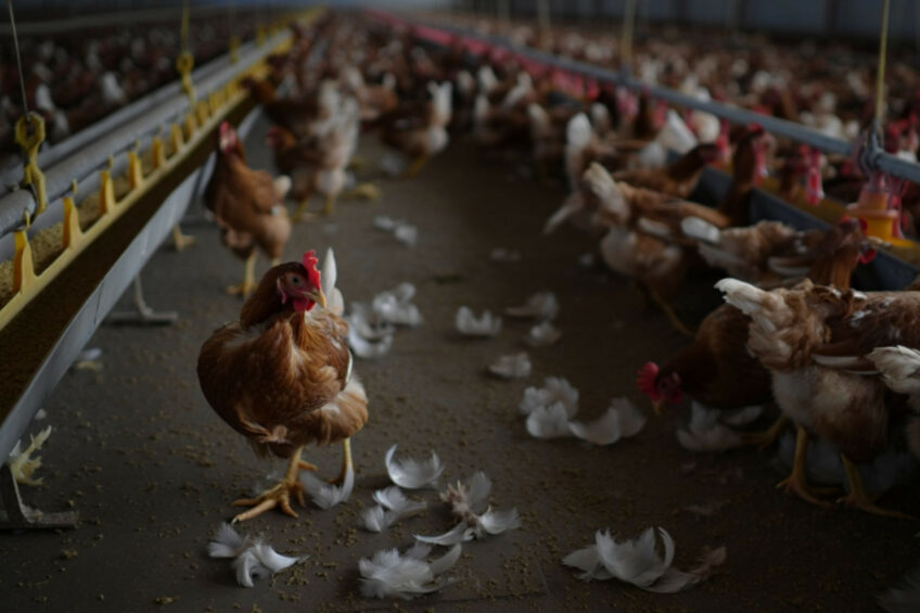 It has been reported that a severe shortage of foreign currency needed to import corn and soybeans – the 2 key feed components – has left many producers unable to secure supplies. Image created with the help of AI (Reve)