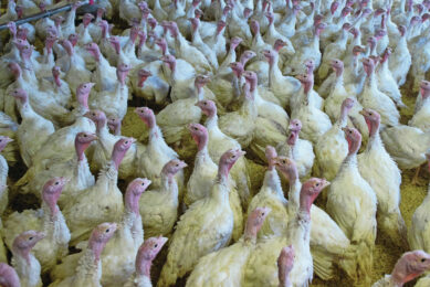 In Germany, it was observed that older fattening turkeys, which had already been immunised several times, were protected from the disease. Photo: Marcel van Hoorn