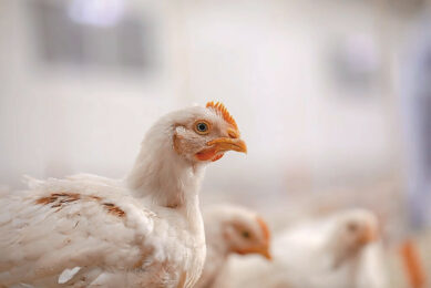 Gut health is the starting point for flock performance. When the microbiome is balanced, birds digest feed efficiently, grow consistently, and stay resilient against stress events. Photo: Cargill