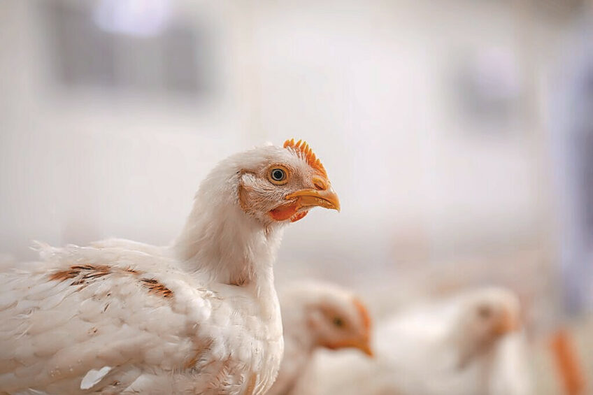 Gut health is the starting point for flock performance. When the microbiome is balanced, birds digest feed efficiently, grow consistently, and stay resilient against stress events. Photo: Cargill