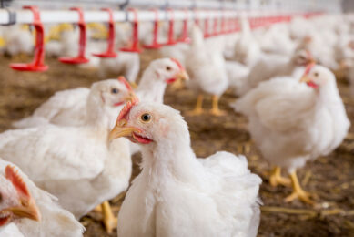 Chronic inflammation is rooted in birds’ rapid growth trajectory. Achieving high breast muscle yield rapidly requires intense metabolic activity. Photos: Trouw Nutrition