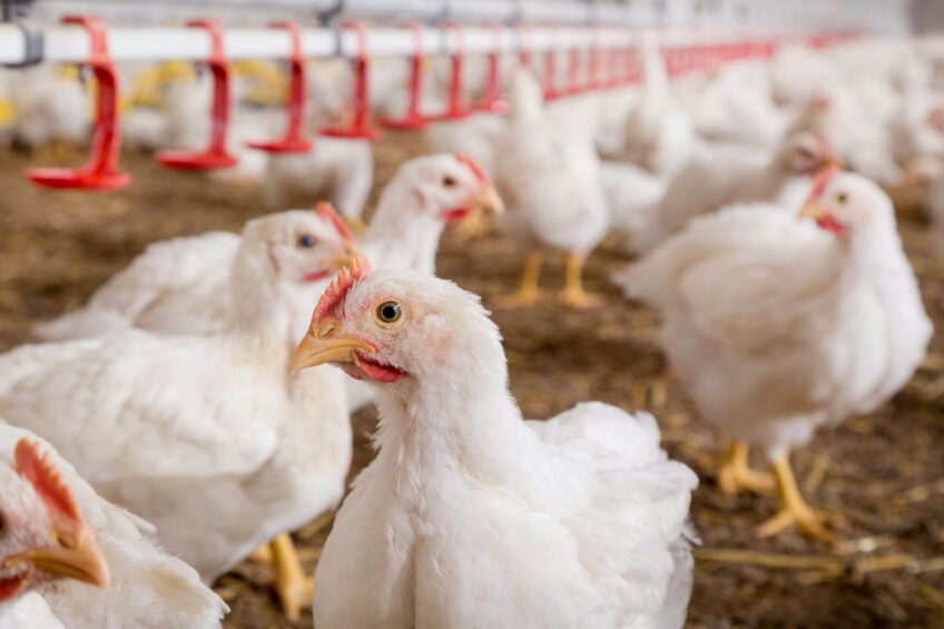 Chronic inflammation is rooted in birds’ rapid growth trajectory. Achieving high breast muscle yield rapidly requires intense metabolic activity. Photos: Trouw Nutrition