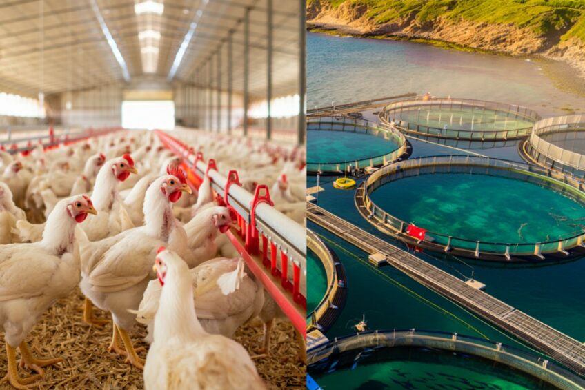 The IAA Poultry & Aquaculture Innovation Scholarship supports students who are passionate about technology and innovation in agriculture. Image created with the help of AI (Reve)