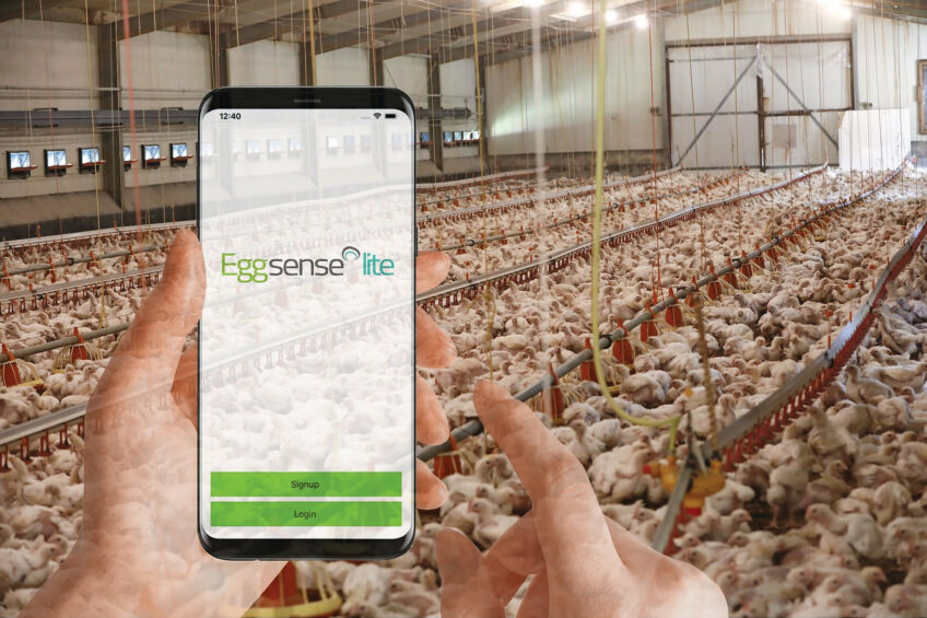 Developed in partnership with Eggbase, the new app offers farmers an intuitive entry point into digital flock management across commercial layers, broilers, parent stock, and rearing operations. Photo: Eggbase / Henk Riswick