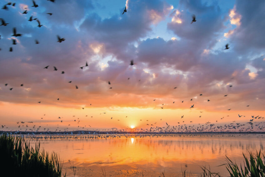 Wild bird detections were 3 times higher than last year, and nearly 5 times higher than 2 years ago. Image created with the help of AI (Reve)