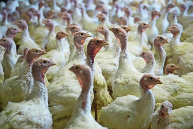 By mid-2025, more than 26 million poultry have been culled in Europe. Photo: Marcel van Hoorn