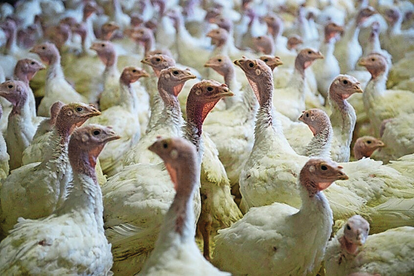 By mid-2025, more than 26 million poultry have been culled in Europe. Photo: Marcel van Hoorn