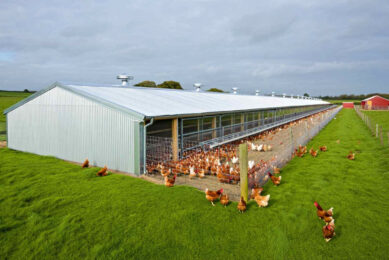 In terms of layer shed building, the busiest 5-year period was 2016-2020 when 206 sheds were built across the UK with a total capacity of 3.45 million hens. Image created with the help of AI (Reve)