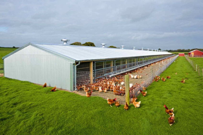 In terms of layer shed building, the busiest 5-year period was 2016-2020 when 206 sheds were built across the UK with a total capacity of 3.45 million hens. Image created with the help of AI (Reve)