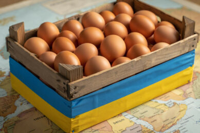The Ukrainian egg production sector is gradually recovering after a significant decline in livestock numbers and the loss of production capacity in eastern and southern Ukraine at the beginning of the war. Image created with the help of AI (Reve)