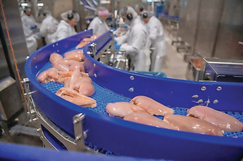 The Middle East is an attractive market for the poultry industry due to rapid population growth, government policies on food security, and rising chicken consumption per capita. Photo: Mark Pasveer