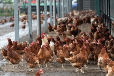 Experts discussed topics including rising cases of Salmonella and avian influenza (HPAI) in laying hen farms throughout Europe. Photo: Hans Banus