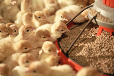 Máire Burnett, British Poultry Council technical director: "Highly pathogenic avian influenza has placed enormous strain on producers, and we have been clear that sustainable, science-led solutions must be explored." Photo: Jan Willem Schouten